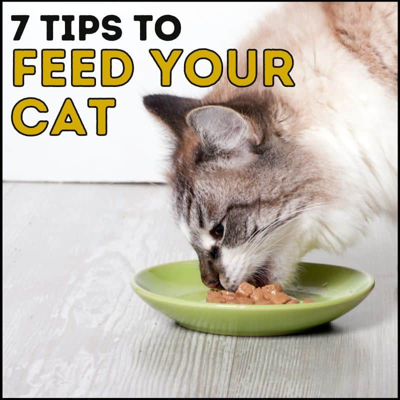 7 Tips to Feed Your Cat for Awesome Health