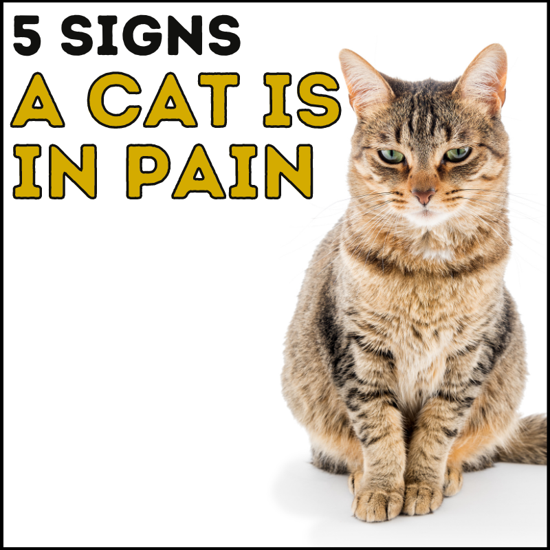 5 Signs Your Cat Is In Pain