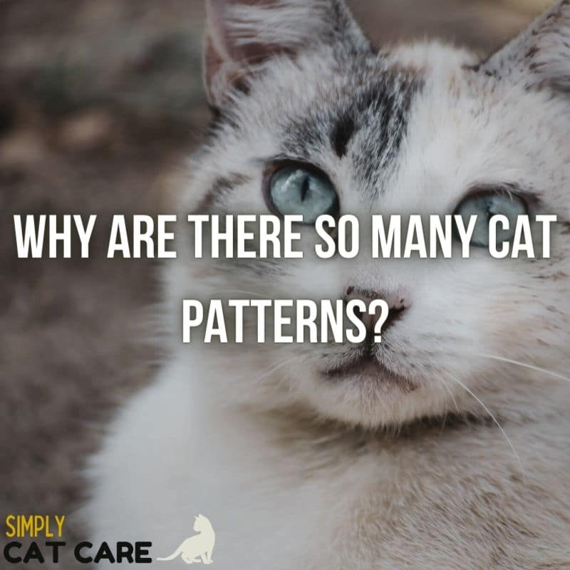 100 Cat Patterns: Why Your Cat Has Stripes