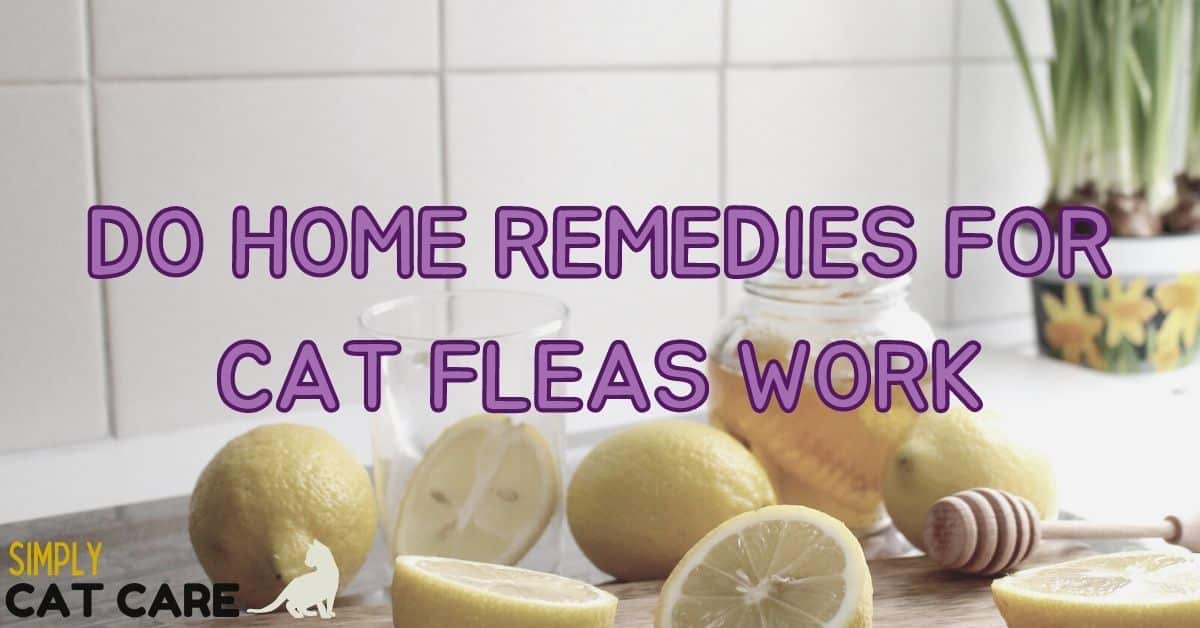 Do Home Remedies For Fleas On Cats Work?