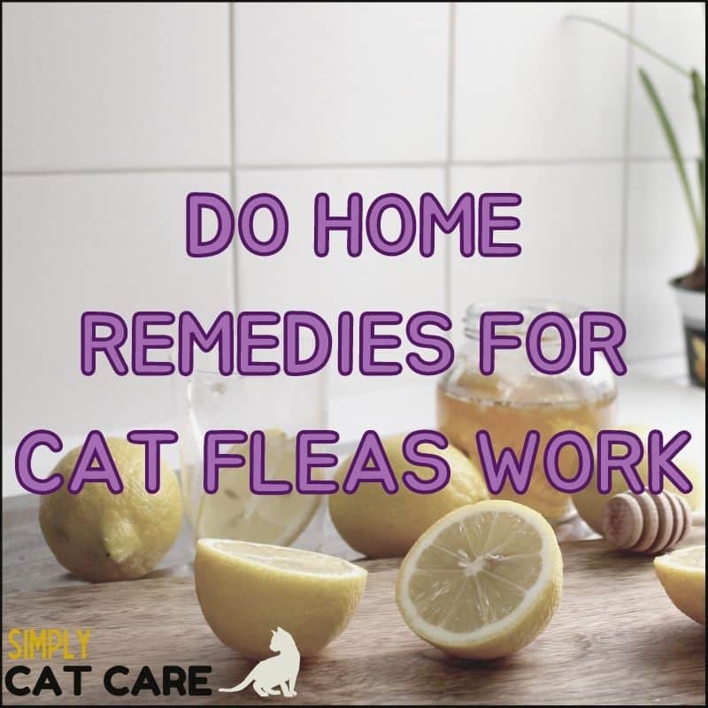 Do Home Remedies for Fleas on Cats Work? The TRUTH Revealed
