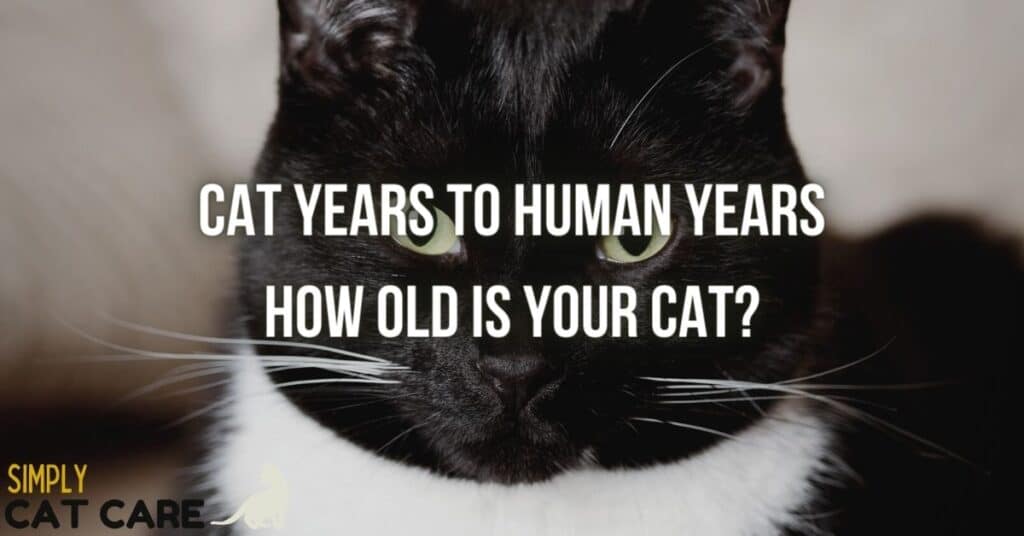 Cat years to human years