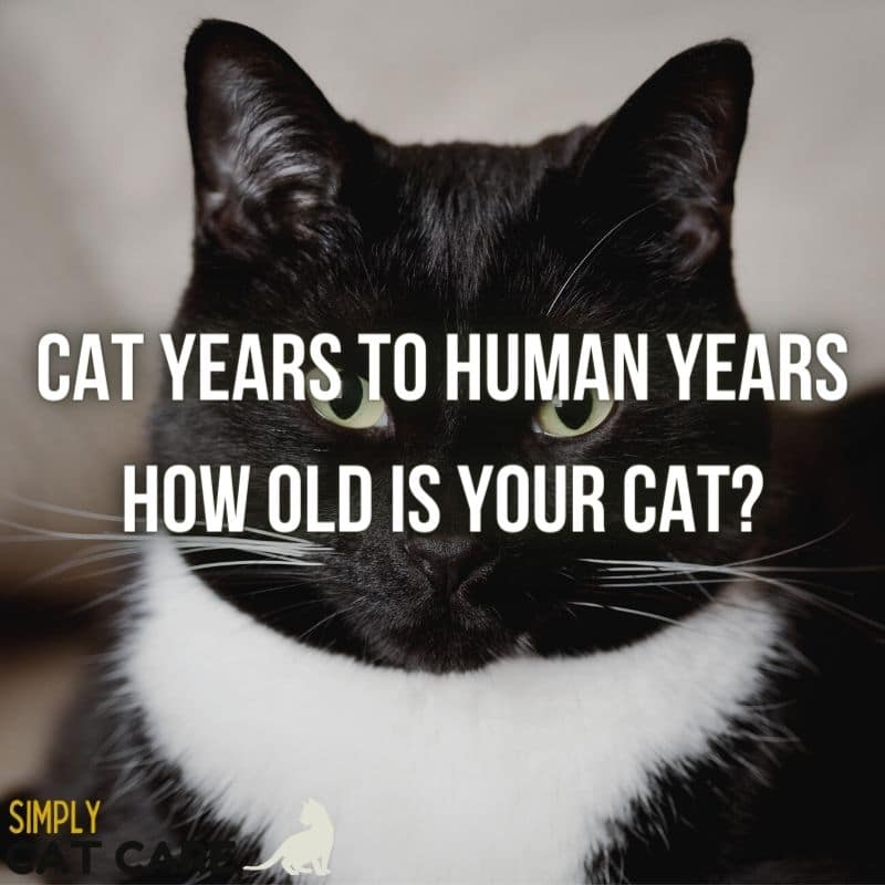 Best Cat Years to Human Years Guide 2021