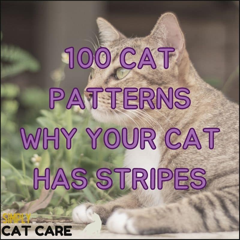 100 INCREDIBLE Cat Patterns: Why Your CAT Has Stripes