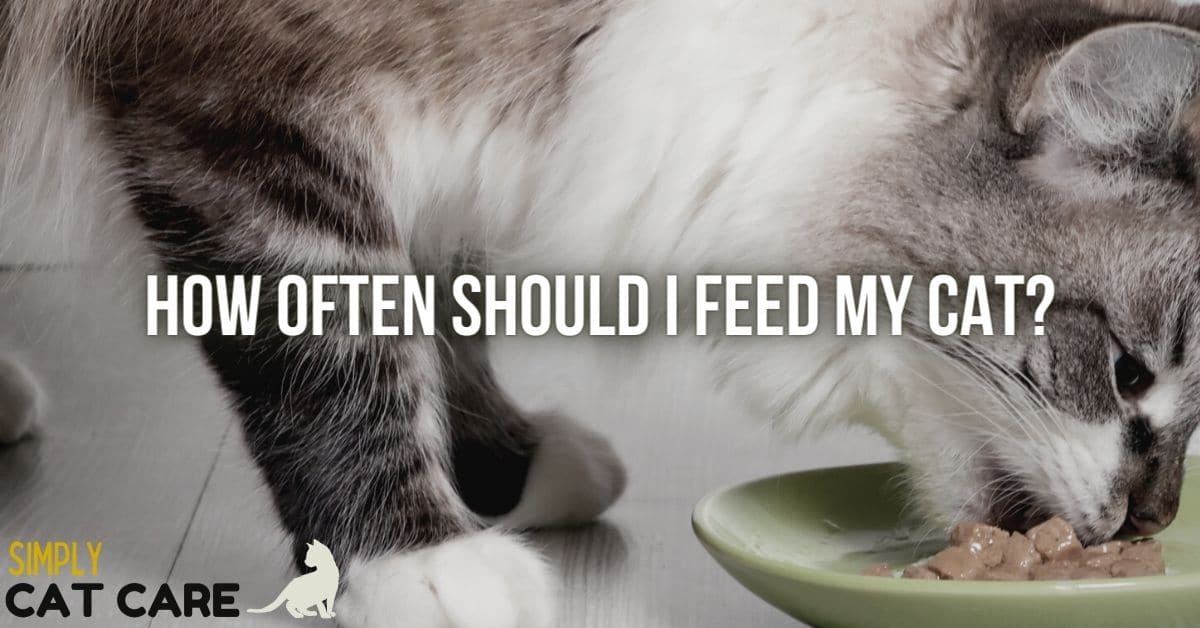 How Often Should I Feed My Cat? Simply Cat Care