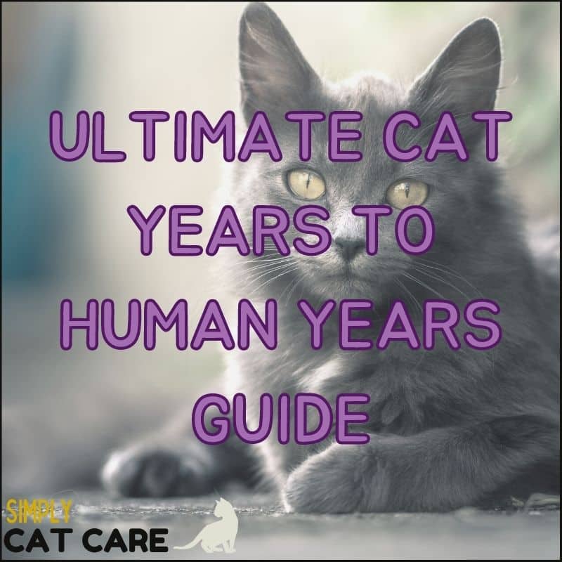 BEST Cat Years to Human Years Guide: HOW OLD IS YOUR FELINE FRIEND?