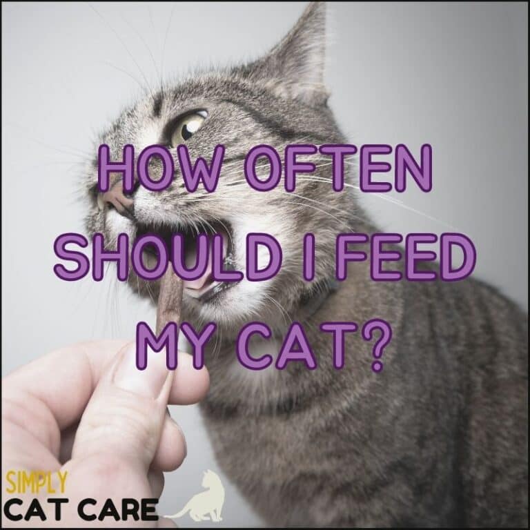 Top 5 Best Cat Food For a Diabetic Cat 2022 Simply Cat Care