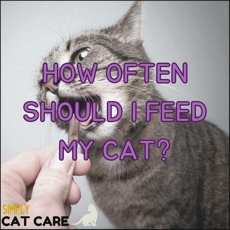 How Often Should I Feed My Cat?