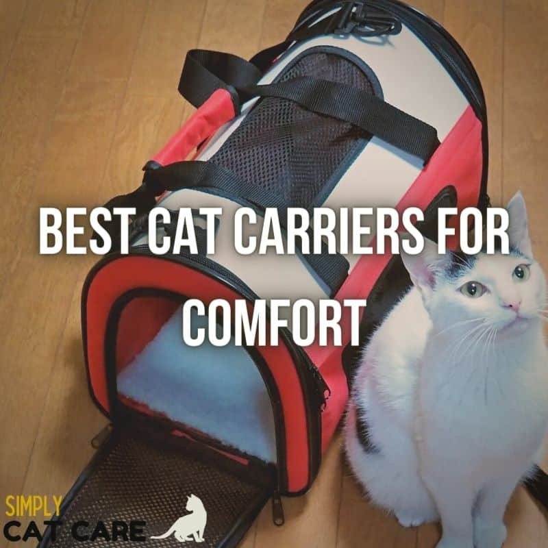 5 Best Cat Carriers For Comfort