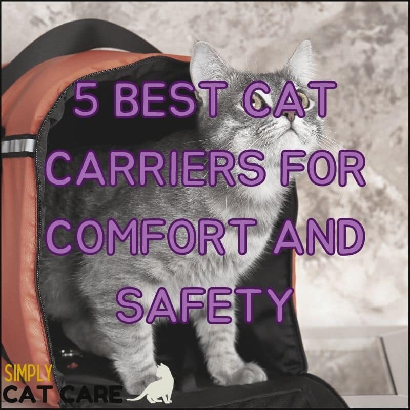 5 Best Cat Carriers For Comfort AND SAFETY