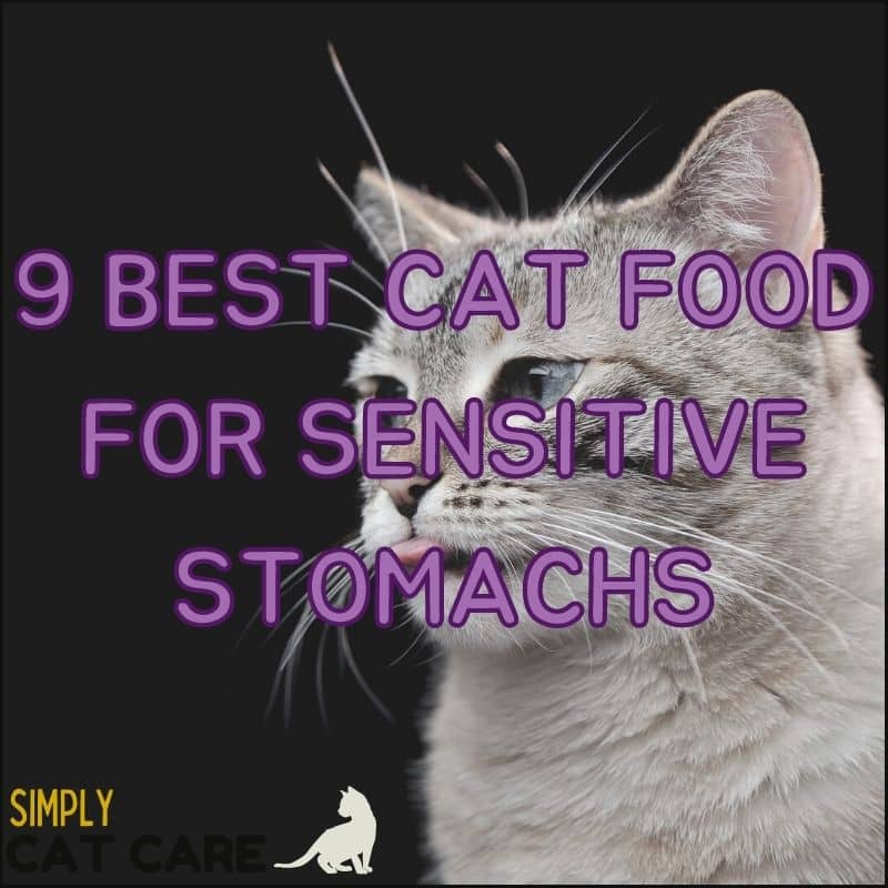 9 Best Cat Food for Sensitive Stomachs