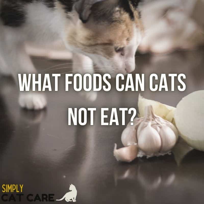 What Foods Can Cats Not Eat?