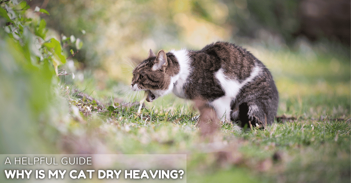 Why is my cat dry heaving? A Helpful Guide - Simply Cat Care