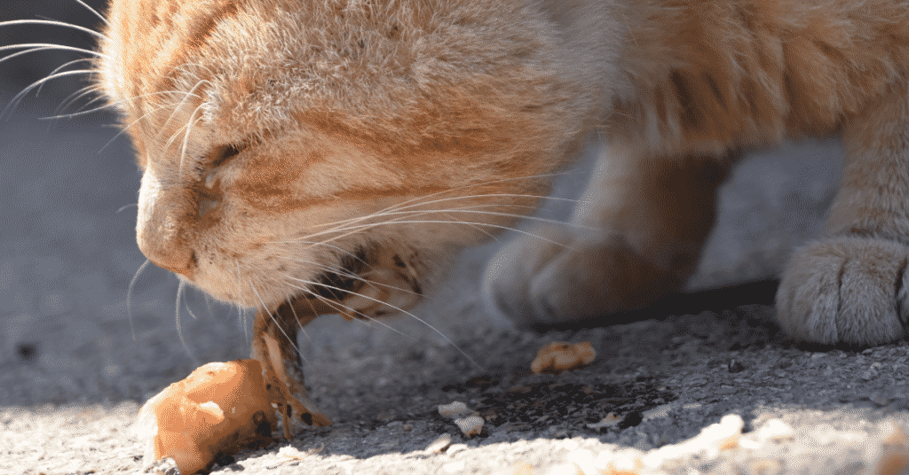 A cat regurgitating food.