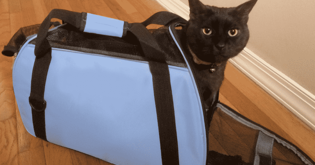 A cat in a cat carrier.