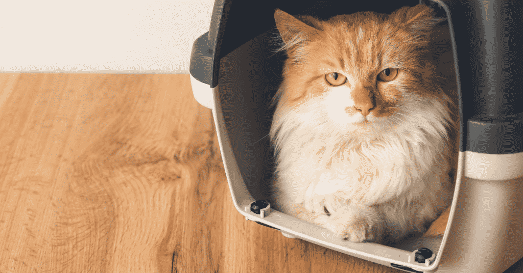 A cat resting in its carrier.