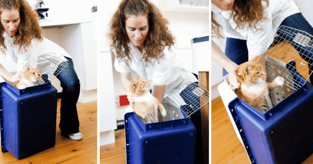 Placing a cat in a cat carrier using the top entrance.