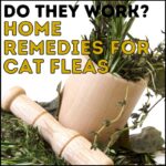 Do Home Remedies for Fleas on Cats Work?