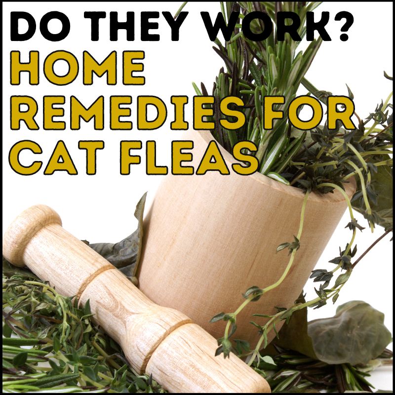 Do Home Remedies for Fleas on Cats Work? Truth Revealed