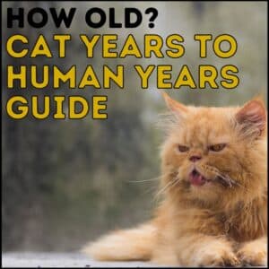 Cat Years to Human Years Guide