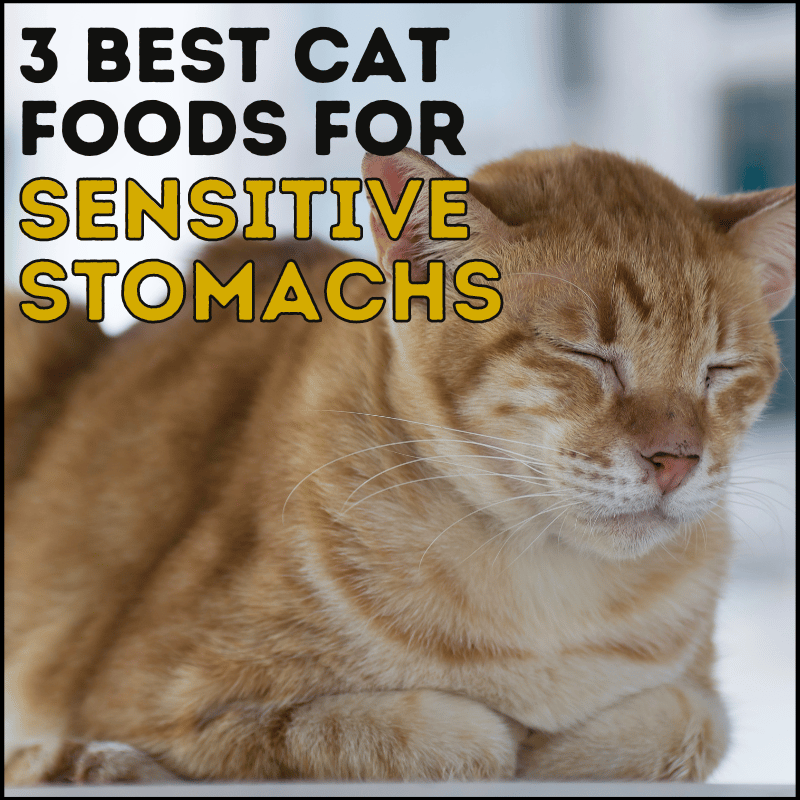 3 Best Cat Food for Sensitive Stomach Relief