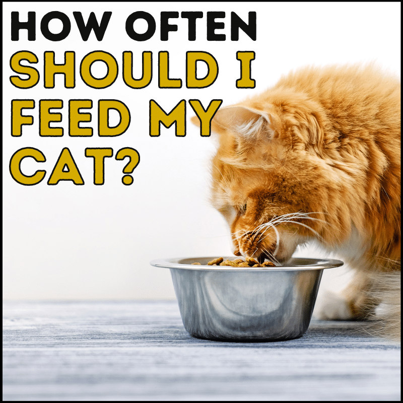 How Often Should I Feed My Cat? A Simple Guide