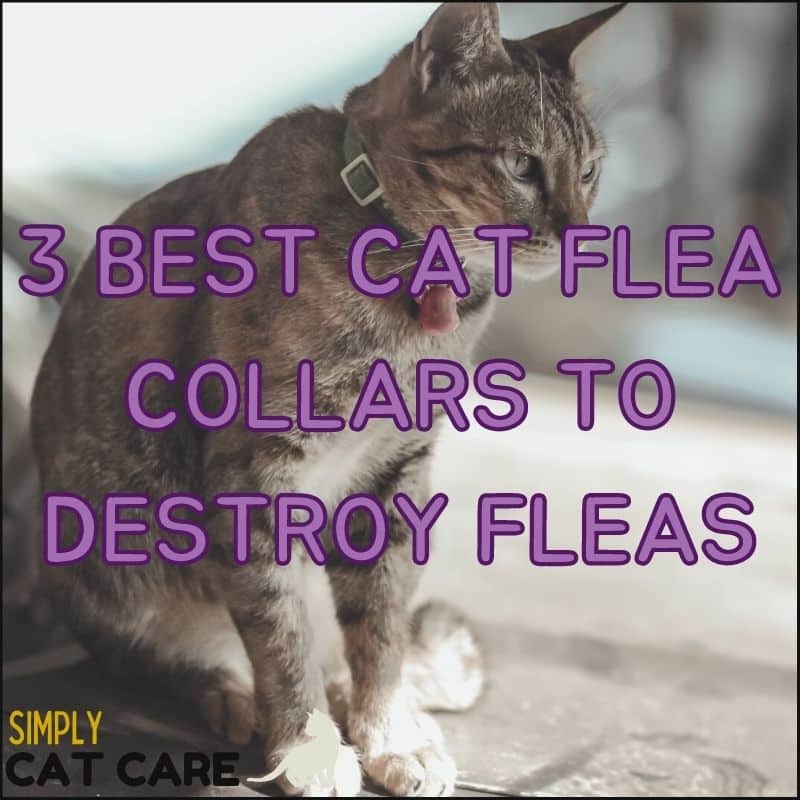 3 Best Cat Flea Collars to Destroy Fleas