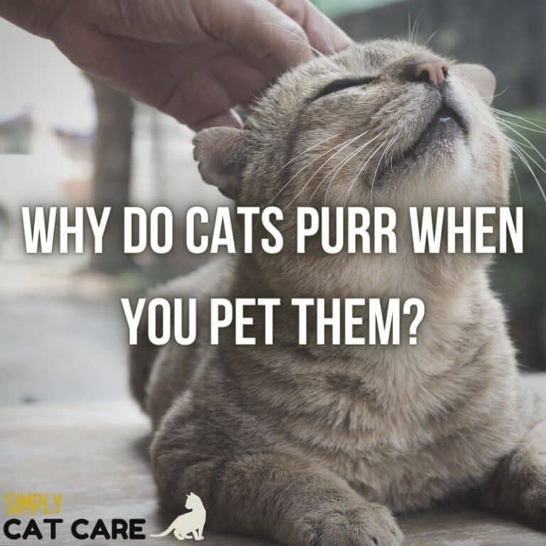 Why Do Cats Purr When You Pet Them? The Surprising Truth