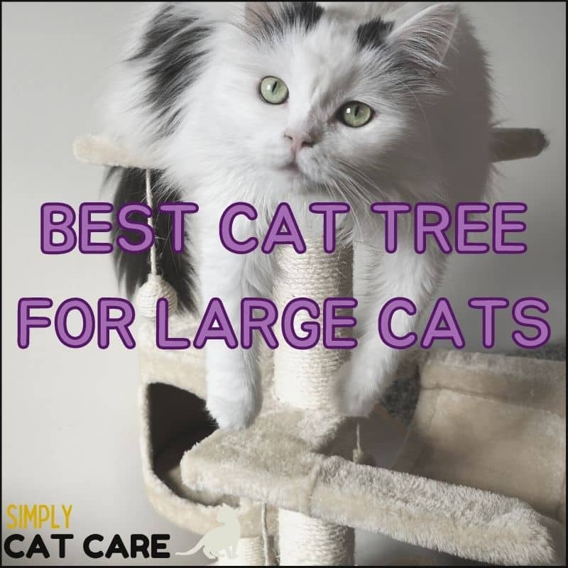 Top 3 Best Cat Tree For Large Cats Choices For Maximum Comfort