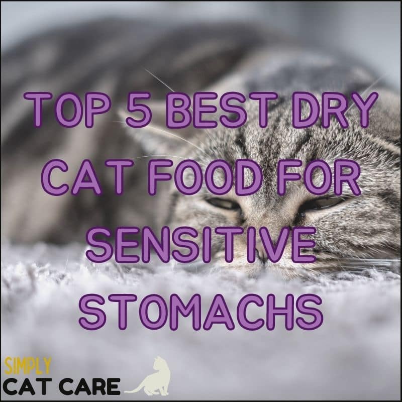 Top 5 Best Dry Cat Food for Sensitive Stomachs