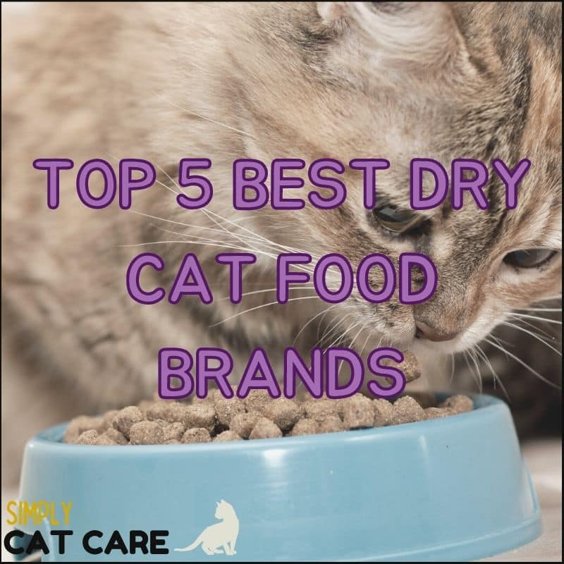 Top 5 Best Dry Cat Food Brands For Health