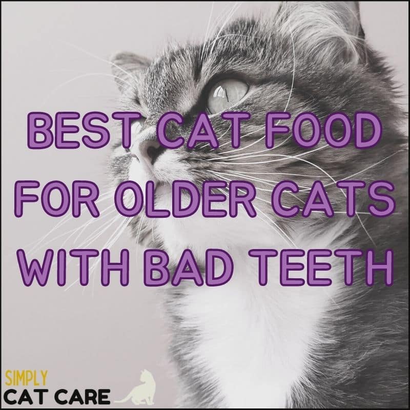 3 Best Cat Food for Older Cats with Bad Teeth