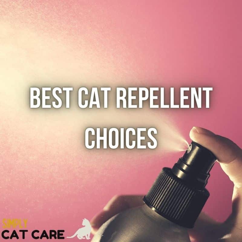 Top 4 Best Cat Repellent Choices