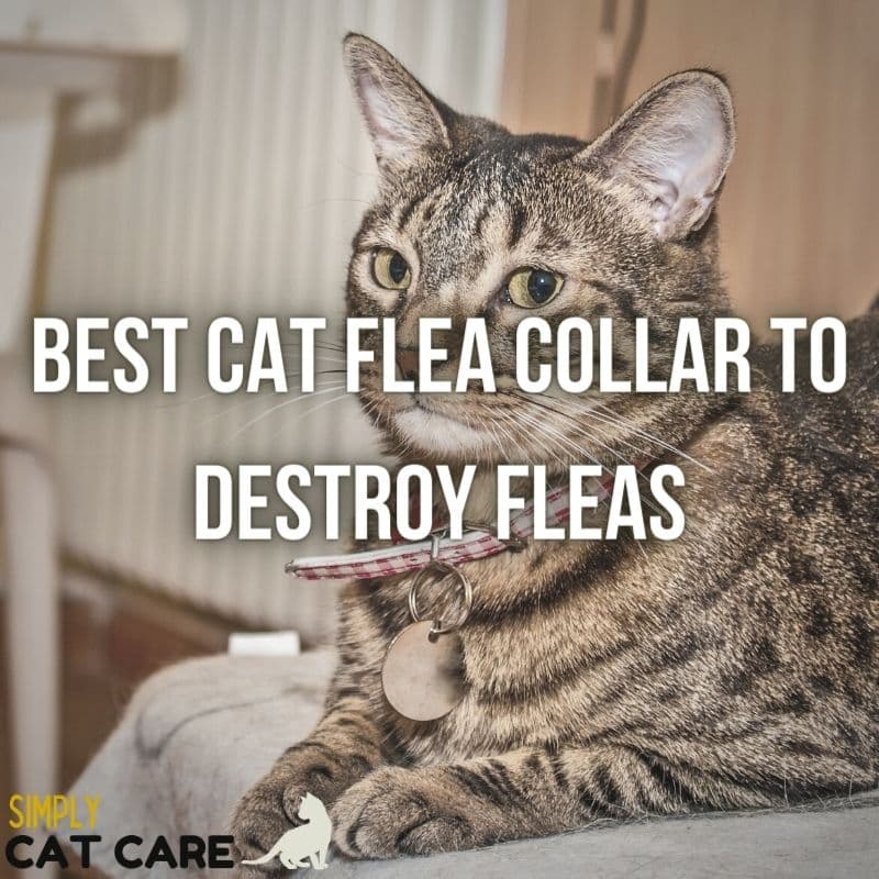 Best Cat Flea Collar to Destroy Fleas