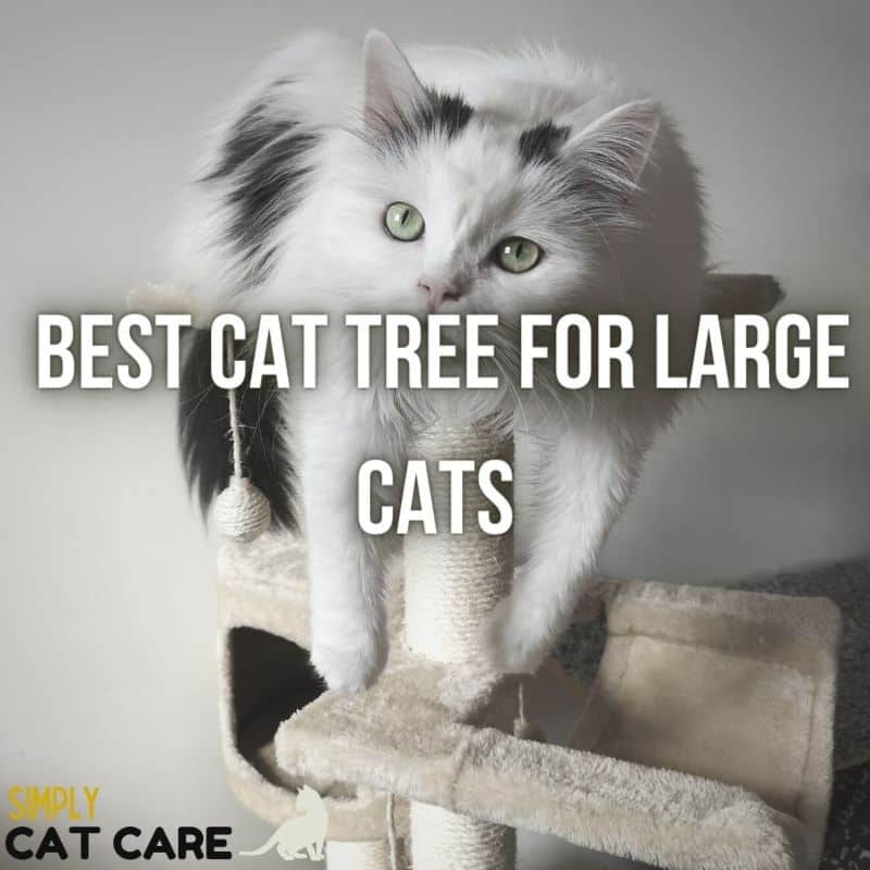 Top 3 Best Cat Tree For Large Cats Choices For Maximum Comfort
