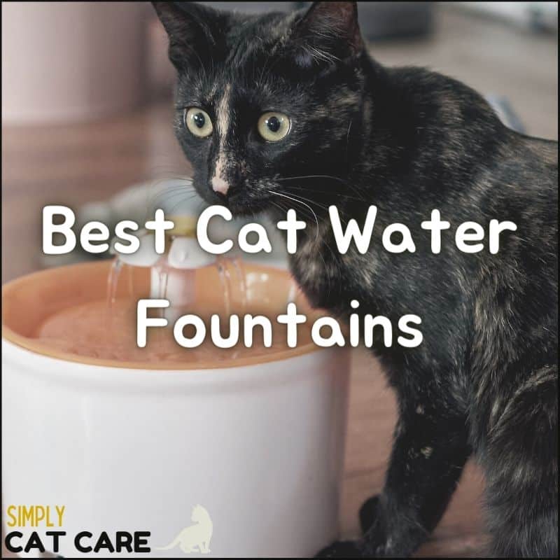 Top 3 Best Cat Water Fountains For A Healthy Cat