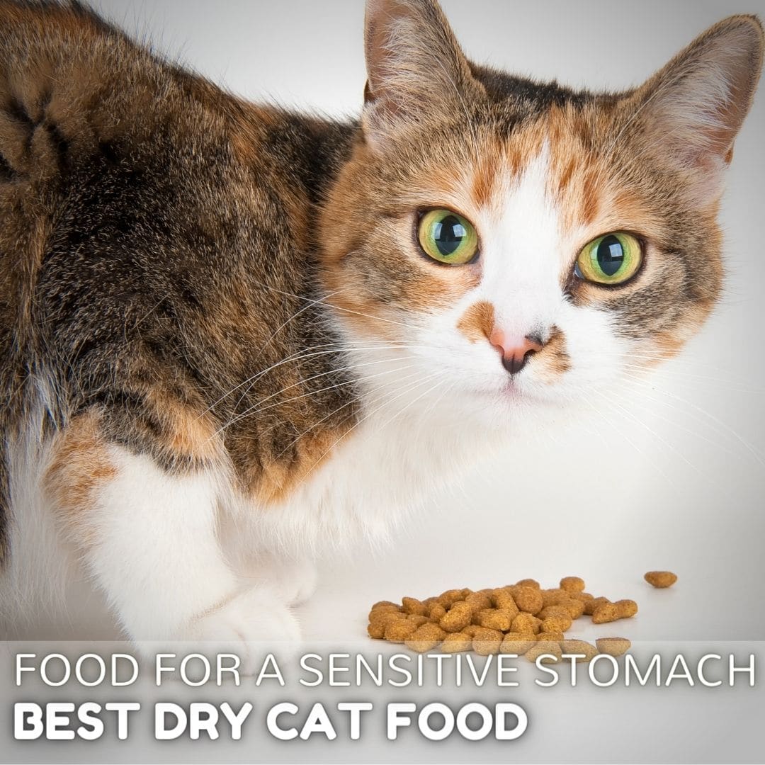 Why is my cat dry heaving? A Helpful Guide Simply Cat Care