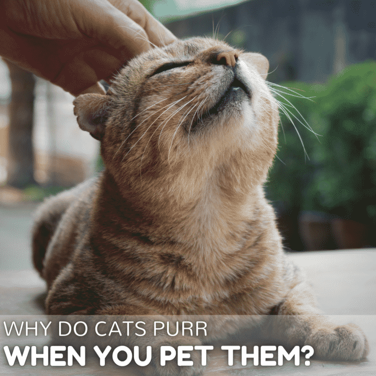Why do cats purr when you pet them?