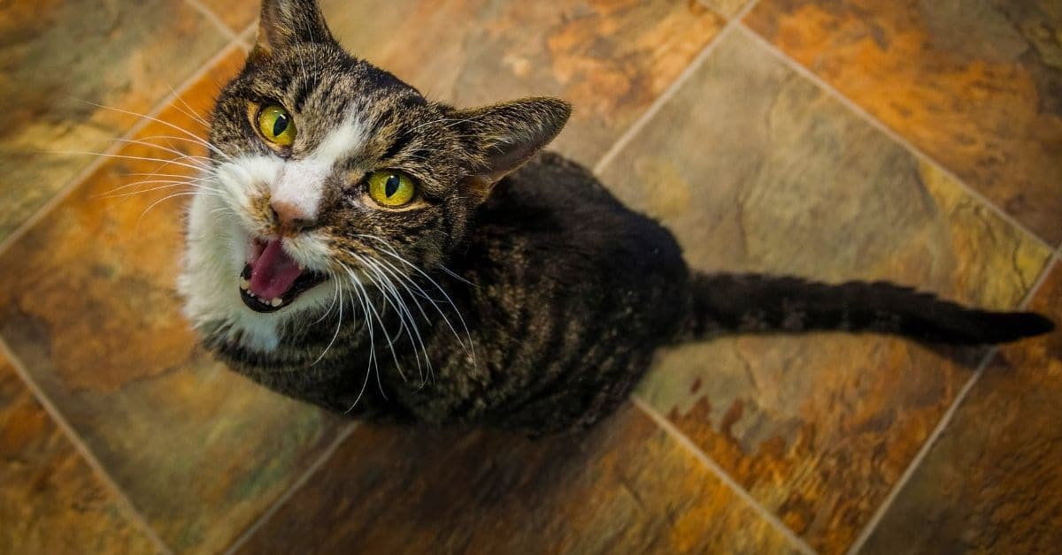 Why Do Cats Purr When You Pet Them? 2022 Simply Cat Care