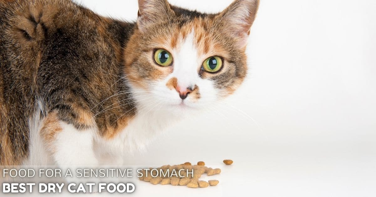 Picture of Best Dry Cat Food for Sensitive Stomach Cats in 2021 - Simply Cat Care