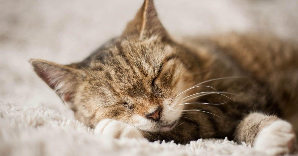 Why Do Cats Purr When You Pet Them? 2022 Simply Cat Care