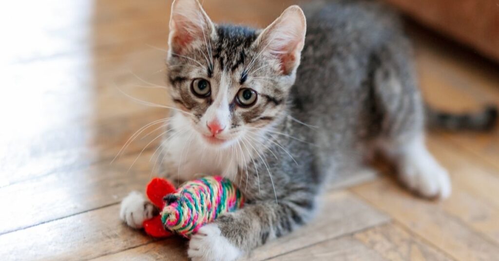 A cat playing with a toy