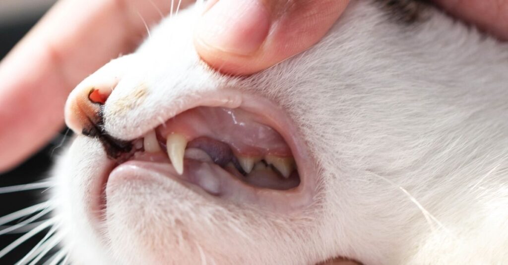 Inspecting a cat's teeth for dental problems.