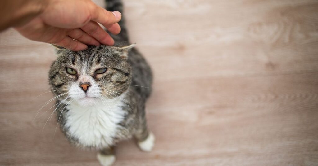 Why Do Cats Purr When You Pet Them?