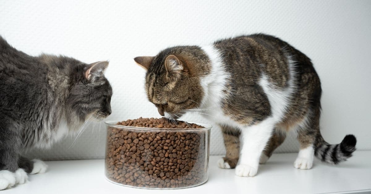 Best Cat Water Fountains in 2021 Simply Cat Care