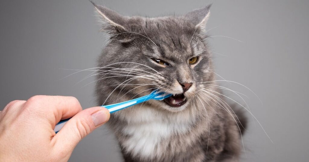 Brushing an older cat's teeth.