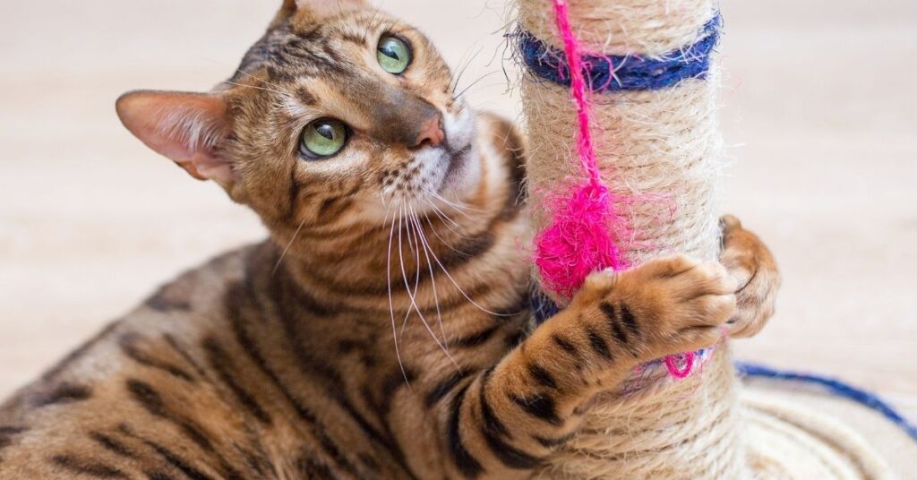 A cat using a scratching post