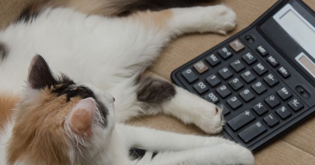 A cat with a calculator.