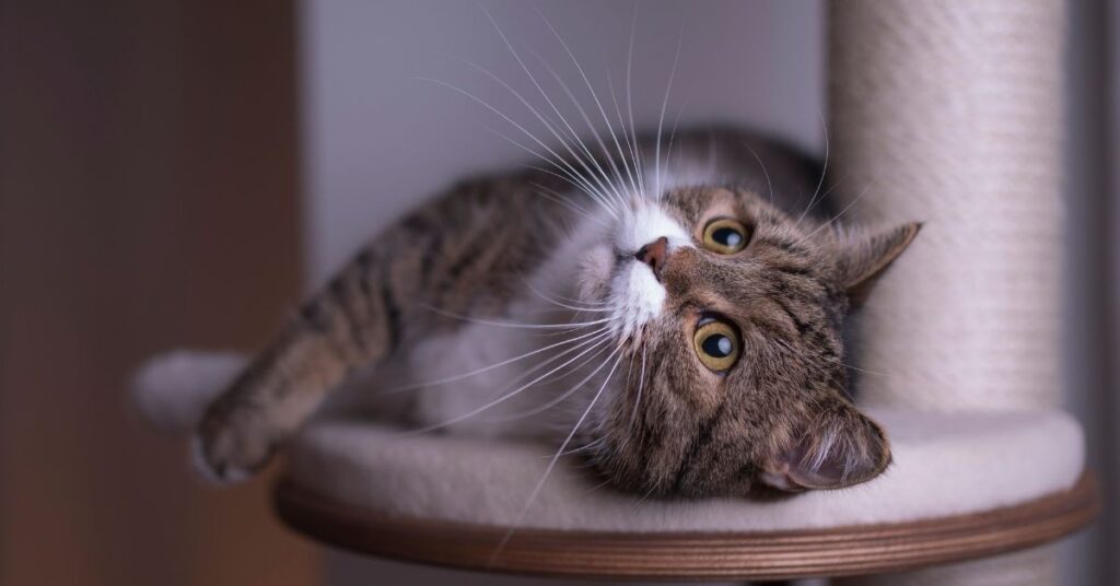 A cat playing on a cat tree