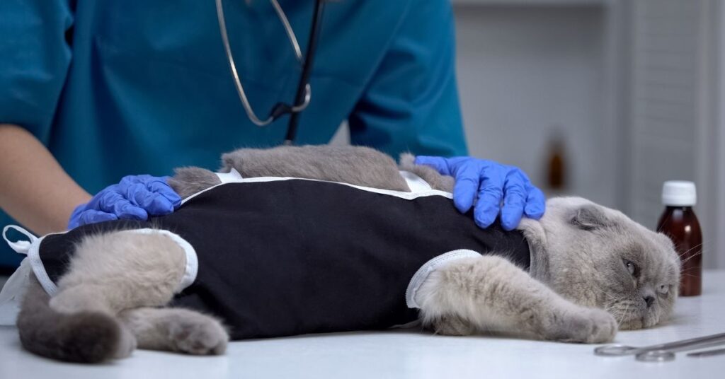 A cat being examined by a vet.
